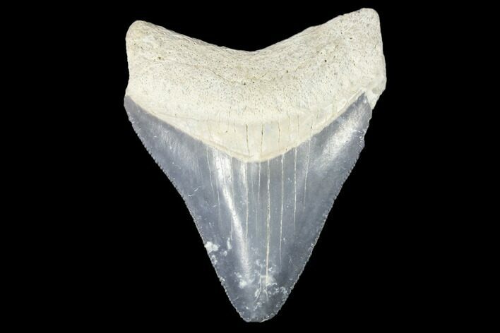 Fossil Megalodon Tooth - Florida #103393